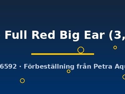 Poecilia ret. (sold in pairs) Abino Full Red Big Ear 3,5 cm