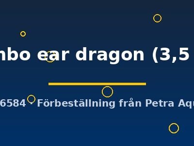 Poecilia ret. (sold in pairs) Dumbo ear dragon 3,5 cm