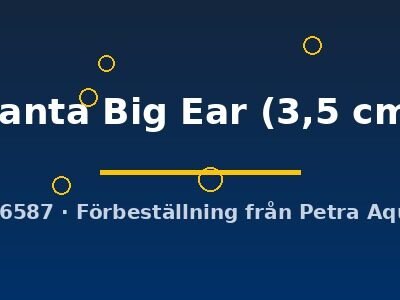 Santa Big Ear (3,5 cm)