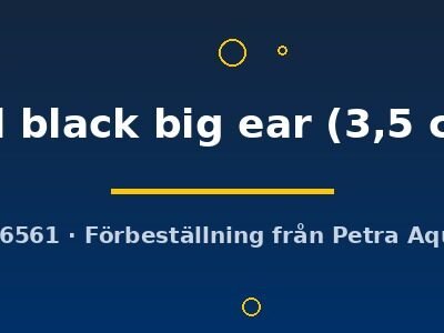Poecilia ret. (sold in pairs) full black big ear 3,5 cm