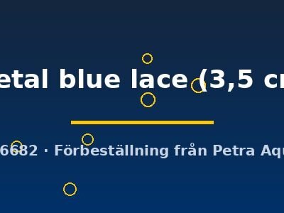 Poecilia ret. (sold in pairs) metal blue lace 3,5 cm