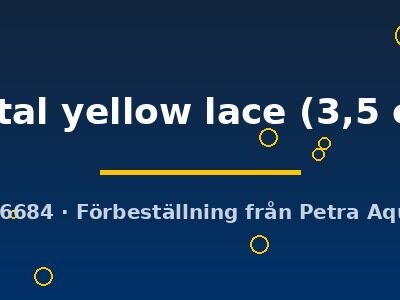 Poecilia ret. (sold in pairs) metal yellow lace 3,5 cm