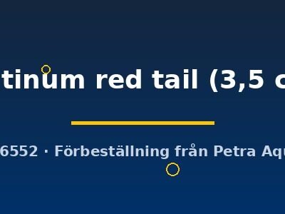 Poecilia ret. (sold in pairs) platinum red tail 3,5 cm