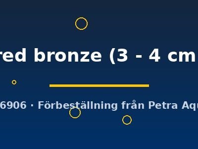 Poecilia ret. (sold in pairs) red bronze 3–4 cm
