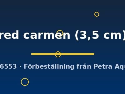 red carmen (3,5 cm)