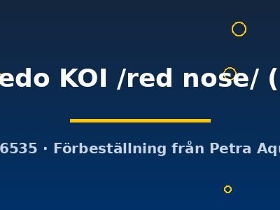 Poecilia ret. (sold in pairs) red tuxedo KOI red nose 3,5 cm