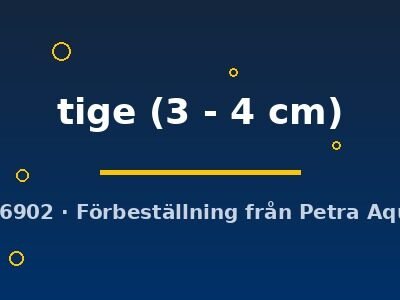 Poecilia ret. (sold in pairs) tige 3–4 cm
