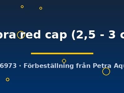 cobra red cap (2,5 - 3 cm)
