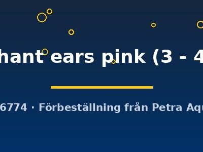 Poecilia ret. female elephant ears pink 3–4 cm