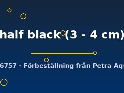 half black (3 - 4 cm)