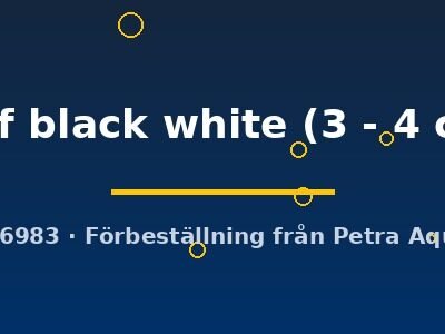 half black white (3 - 4 cm)