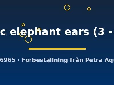 mosaic elephant ears (3 - 4 cm)
