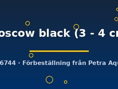 moscow black (3 - 4 cm)