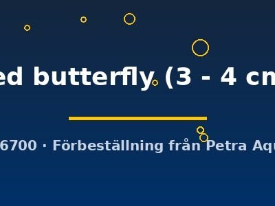 red butterfly (3 - 4 cm)
