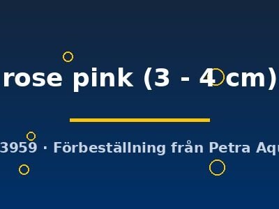 rose pink (3 - 4 cm)