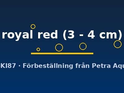 royal red (3 - 4 cm)