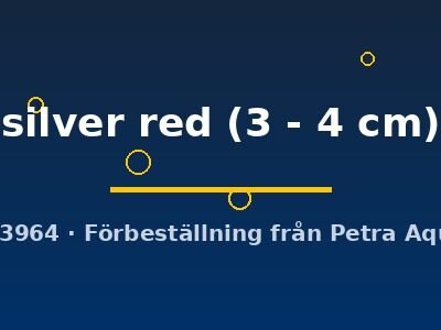 silver red (3 - 4 cm)