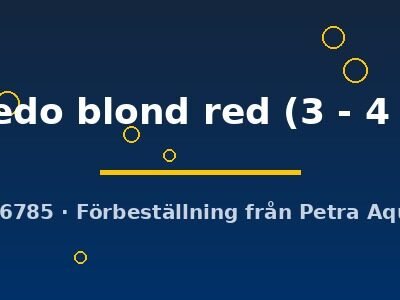 tuxedo blond red (3 - 4 cm)