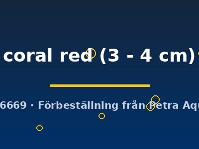 Poecilia ret. m+f coral red 3–4 cm