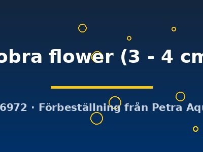cobra flower (3 - 4 cm)