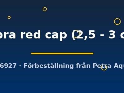 cobra red cap (2,5 - 3 cm)