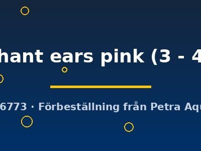 Poecilia ret. male elephant ears pink 3–4 cm