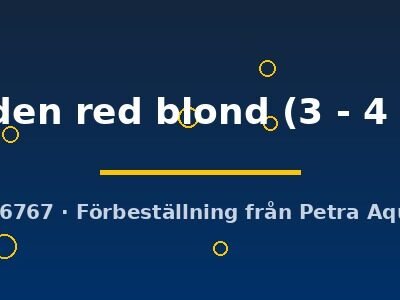 golden red blond (3 - 4 cm)