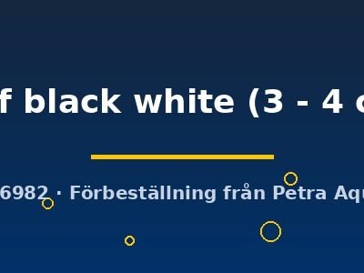 half black white (3 - 4 cm)