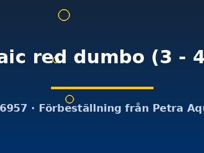 mosaic red dumbo (3 - 4 cm)