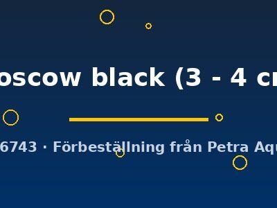 moscow black (3 - 4 cm)