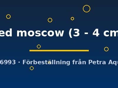 red moscow (3 - 4 cm)