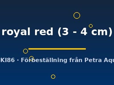 royal red (3 - 4 cm)