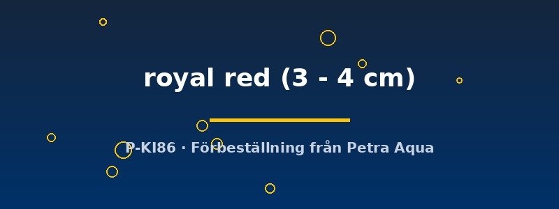 petra-ph2-178853 petra-ph2-178853