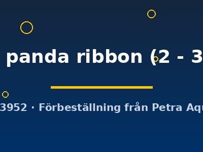 Poecilia ret.(in pair) mini panda ribbon 2–3 cm