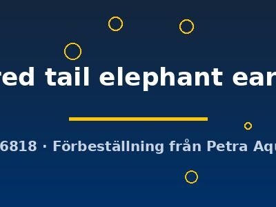 Poecilia ret.(in pairs) platinum red tail elephant ear 2–3 cm