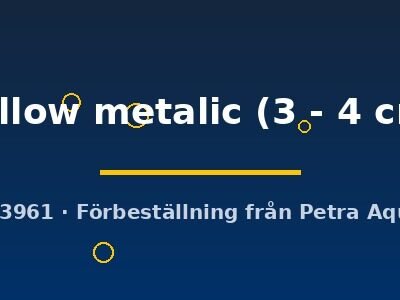 yellow metalic (3 - 4 cm)