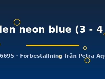 golden neon blue (3 - 4 cm)
