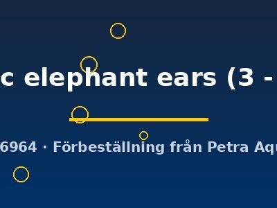 mosaic elephant ears (3 - 4 cm)