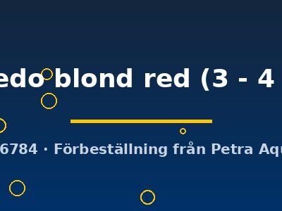 tuxedo blond red (3 - 4 cm)