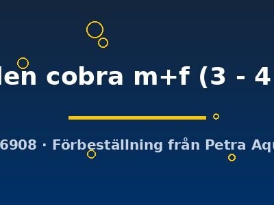 golden cobra m+f (3 - 4 cm)