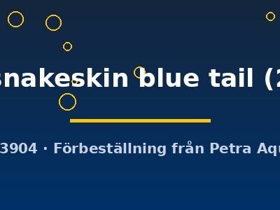 Poecilia reticulata (in pair) metal snakeskin blue tail 2–3 cm