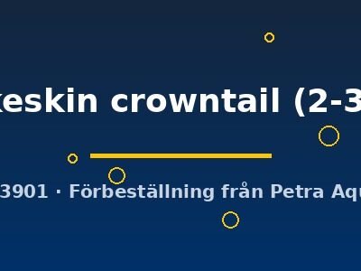 snakeskin crowntail (2-3 cm)