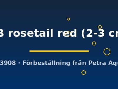 HB rosetail red (2-3 cm)