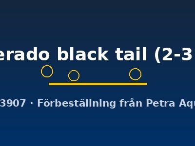 silverado black tail (2-3 cm)