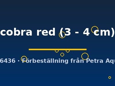 cobra red (3 - 4 cm)