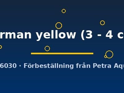 german yellow (3 - 4 cm)