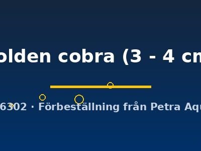golden cobra (3 - 4 cm)