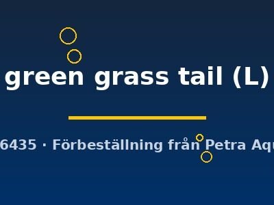 green grass tail (L)