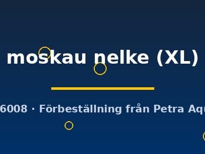 moskau nelke (XL)