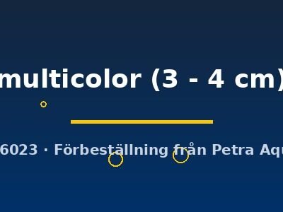 multicolor (3 - 4 cm)